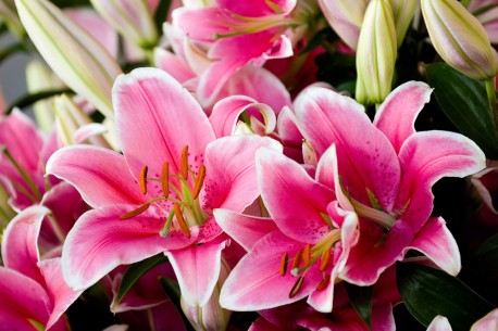 RED ROSE FLORIST LTD
